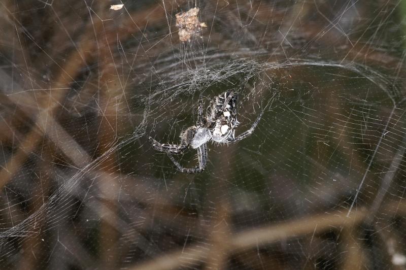 Cyrtophora_citricola_D3191_Z_88_Valle Gran Rey_Spanje.jpg